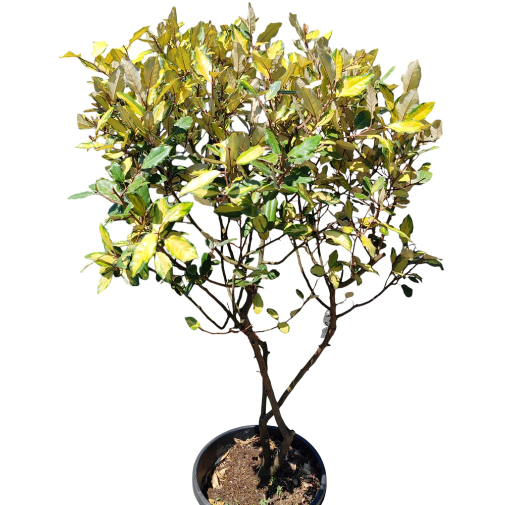 Salcioara variegata (Elaeagnus Variegata), H 130 cm