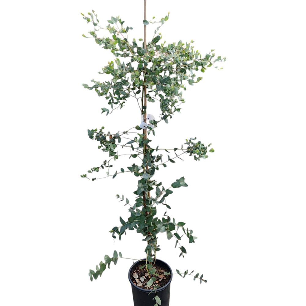 Eucalipt (Eucalyptus Gunnii), H 130 cm