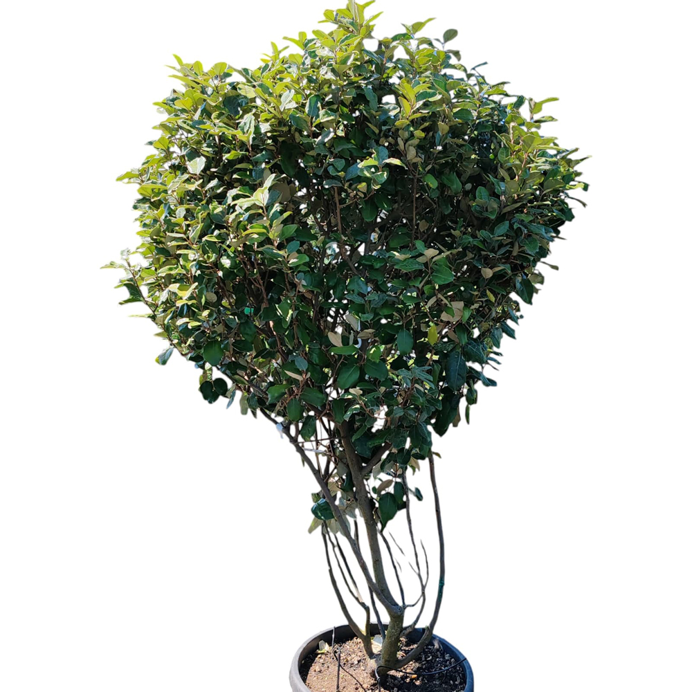 Salcioara vesnic verde (Elaeagnus Ebbingei), H 165 cm
