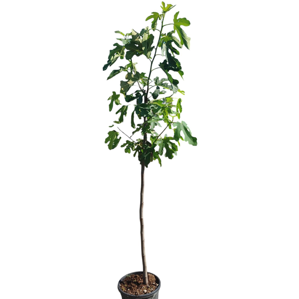 Smochin (Ficus Carica), H 150 cm