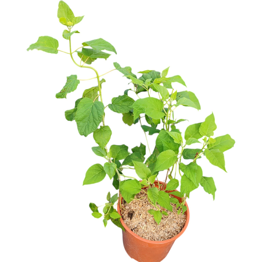 Hortensie (Hydrangea Arborescens), H 45 cm