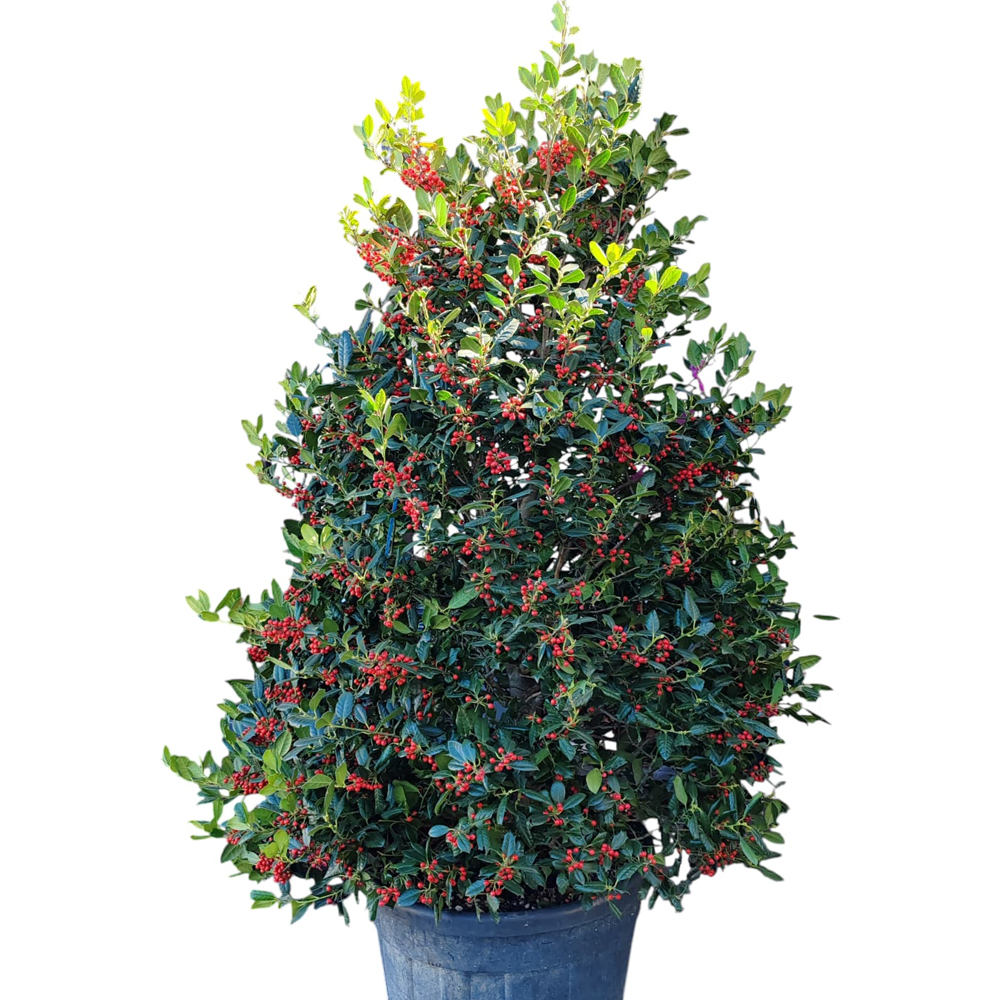 Laur englezesc (Ilex Aquifolium N. Stevens), H 200 cm