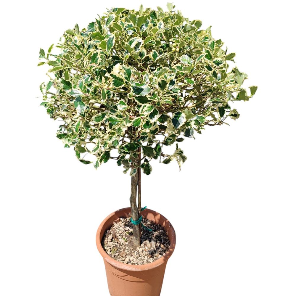 Laur englezesc variegat (Ilex Aquifolium Variegatum), H 80 cm