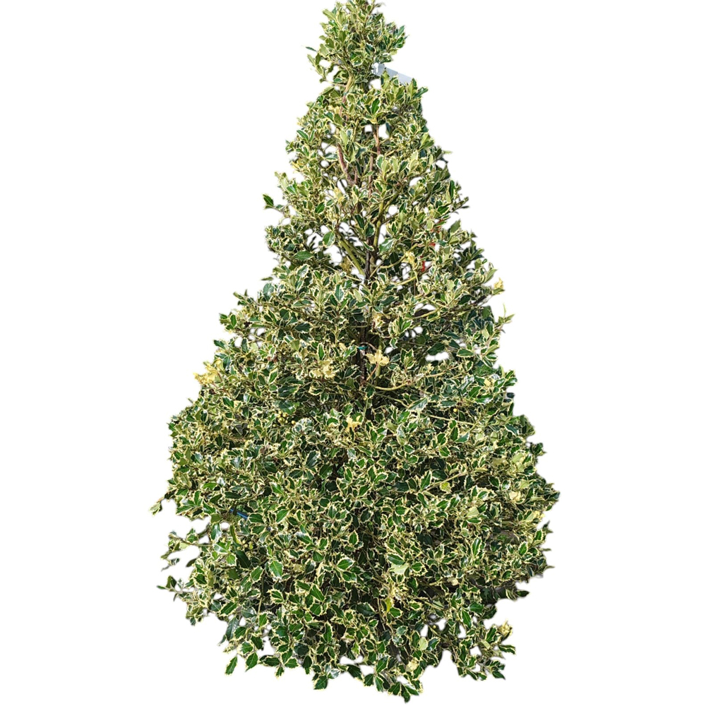 Laur englezesc variegat (Ilex Aquifolium Variegatum Cono), H 150 cm