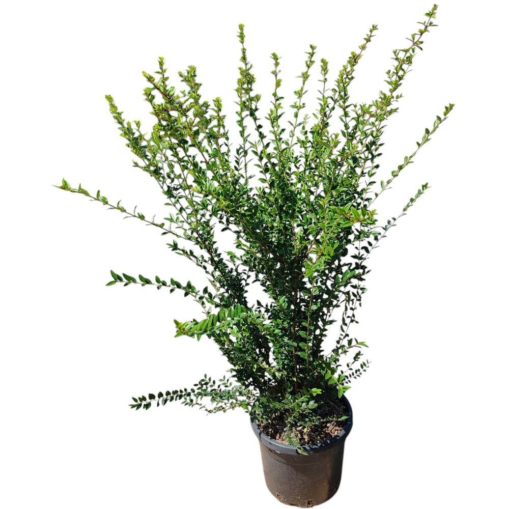 Caprifoi (Lonicera Nitida), H 35 cm