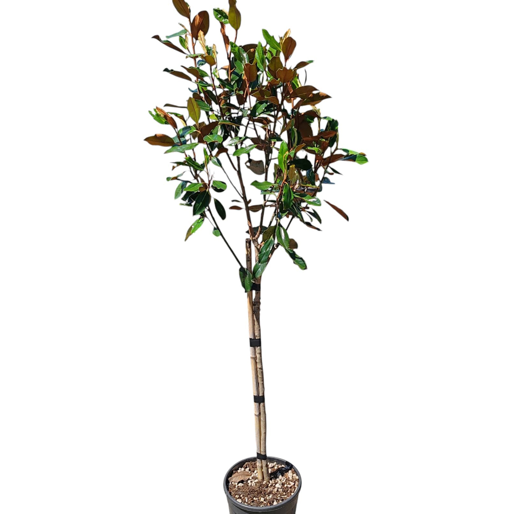 Magnolie (Magnolia Gallissoniensis), H 140 cm