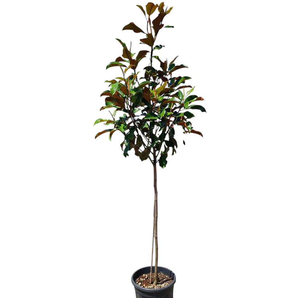 Magnolie (Magnolia Gallissoniensis), H 160 cm
