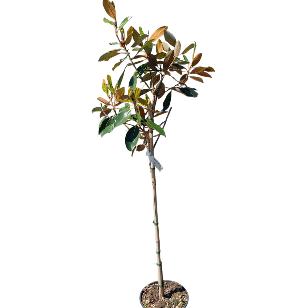 Magnolie (Magnolia Gallissoniensis), H 130 cm
