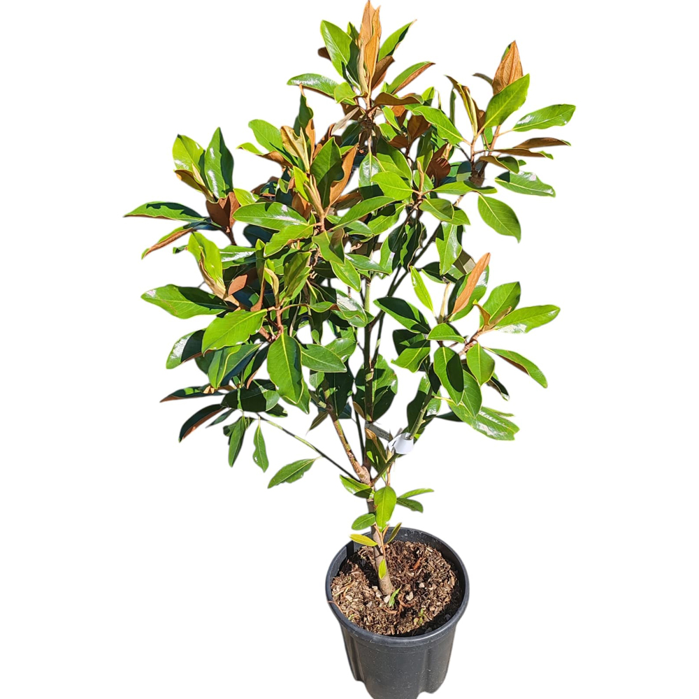 Magnolie (Magnolia Gallissoniensis), H 100 cm