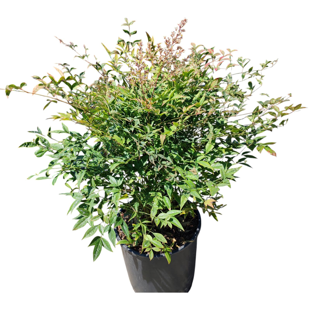 Bambus ceresc (Nandina Domestica), H 70 cm