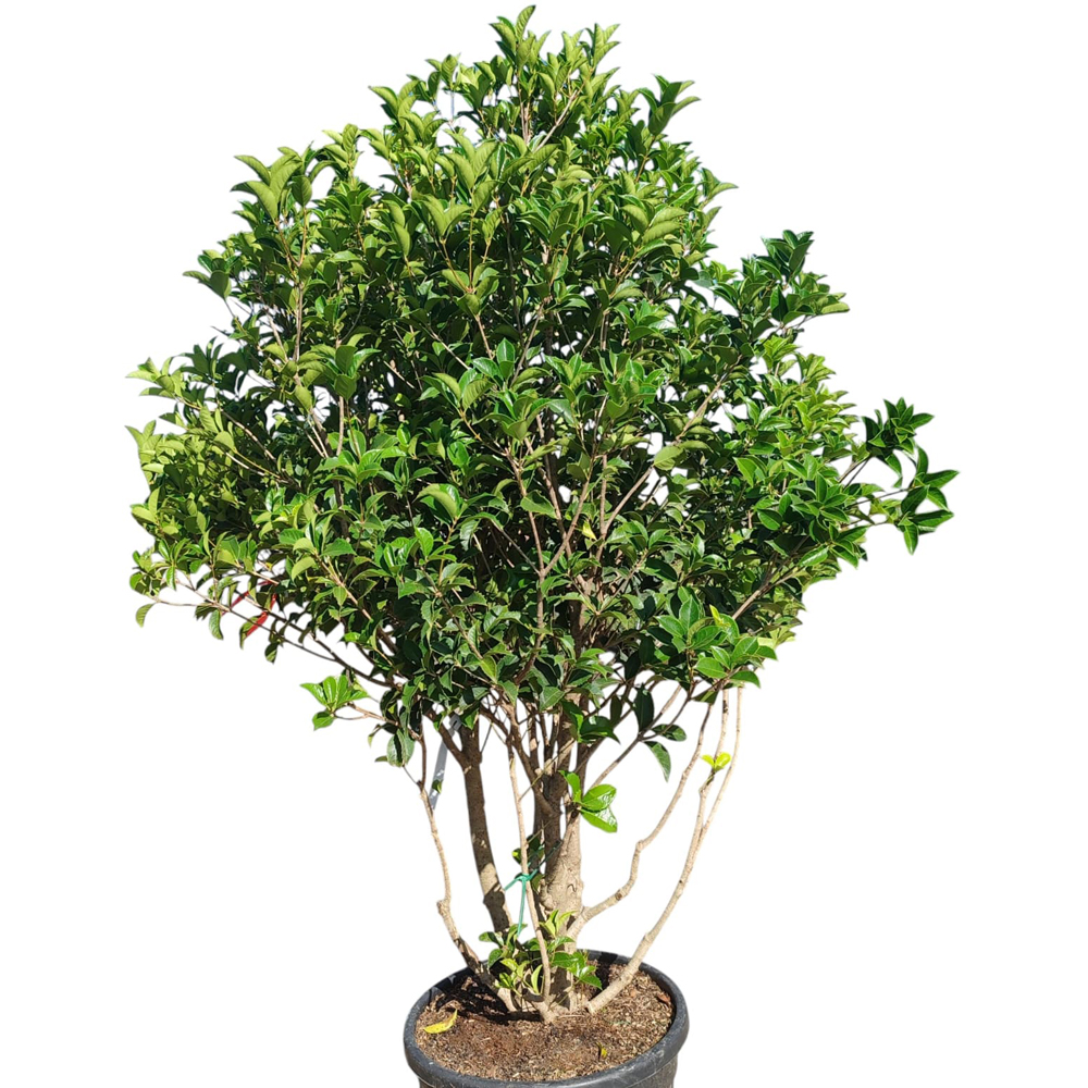 Osmanthus Aquifolium, H 160 cm