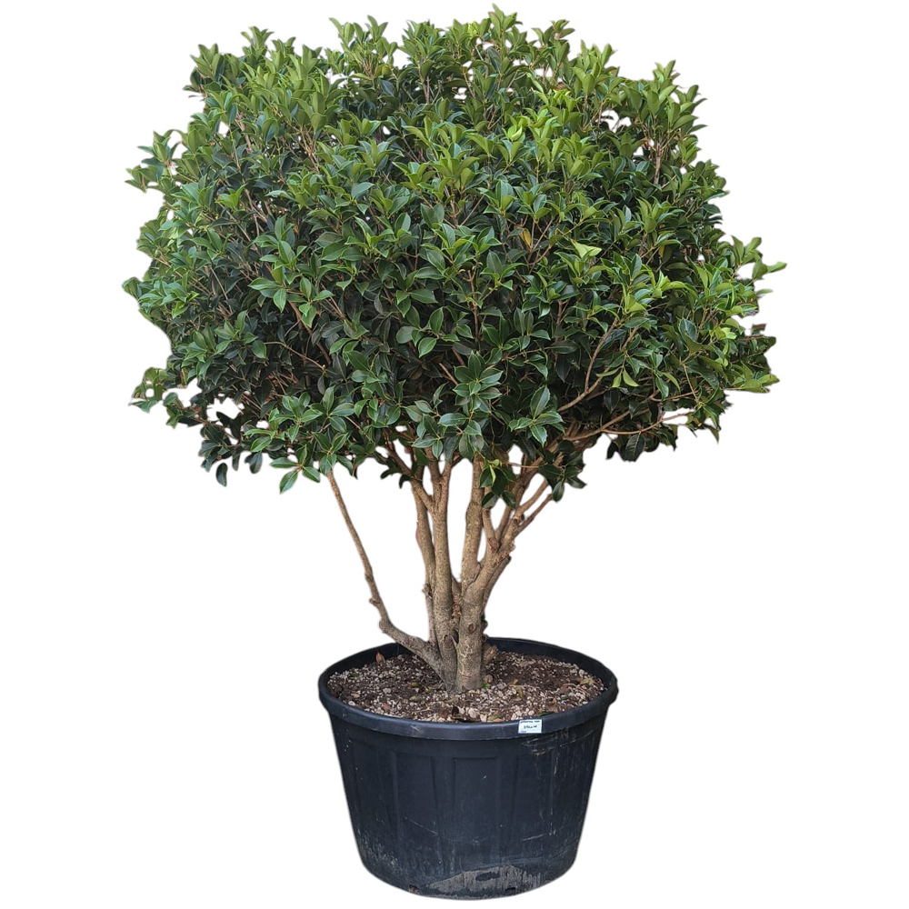 Osmanthus Aquifolium, H 180 cm