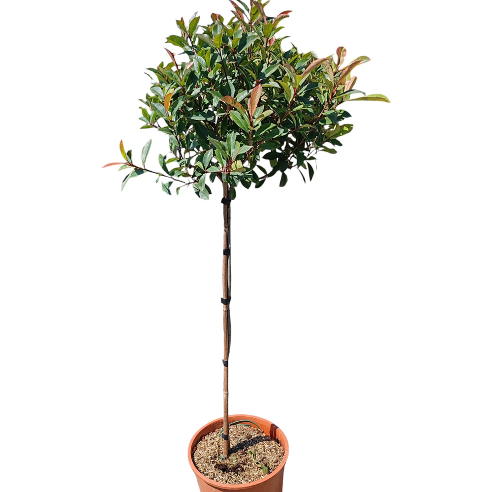 Photinia Fraseri Compacta, H 130 cm