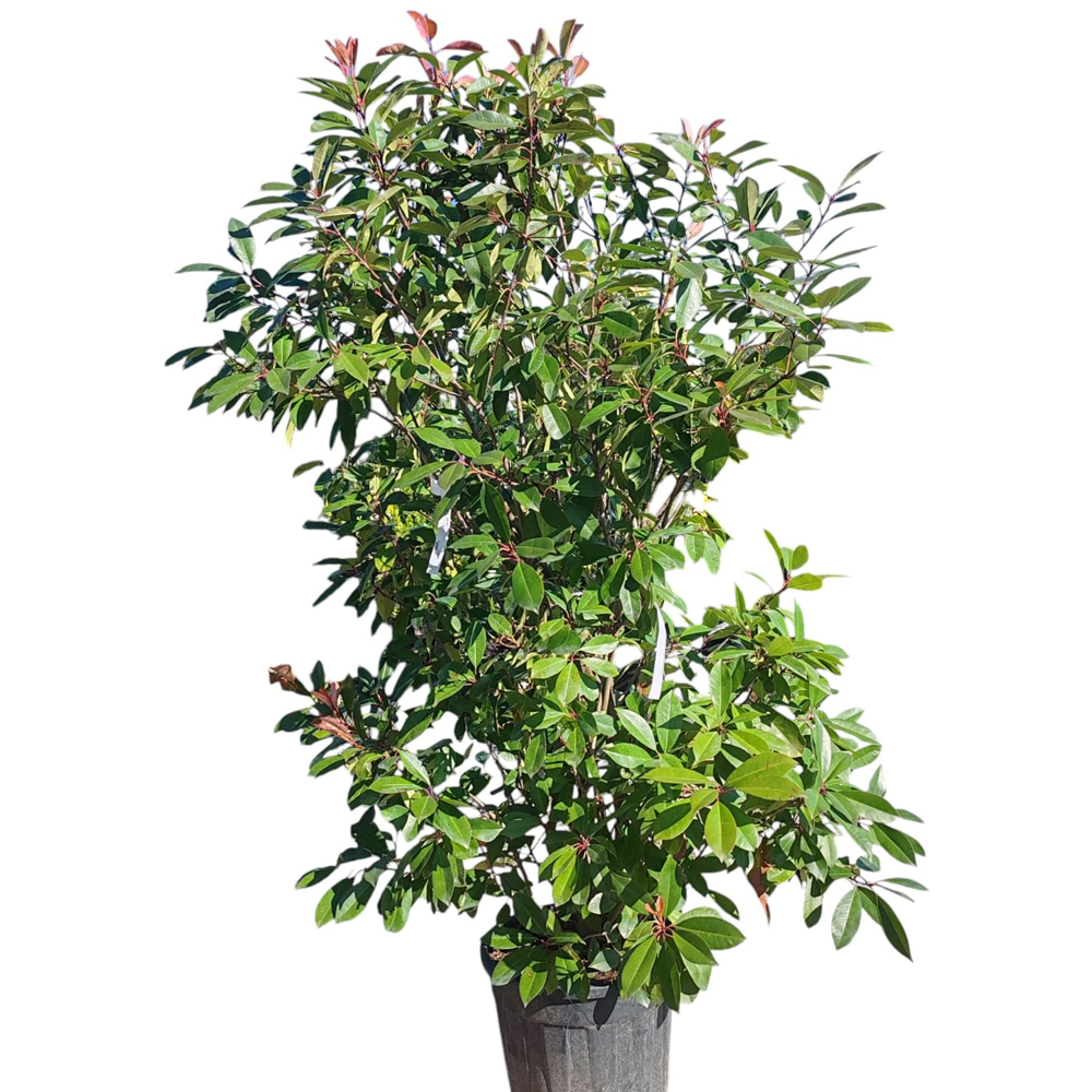 Photinia Fraseri Red Robin, H 190 cm