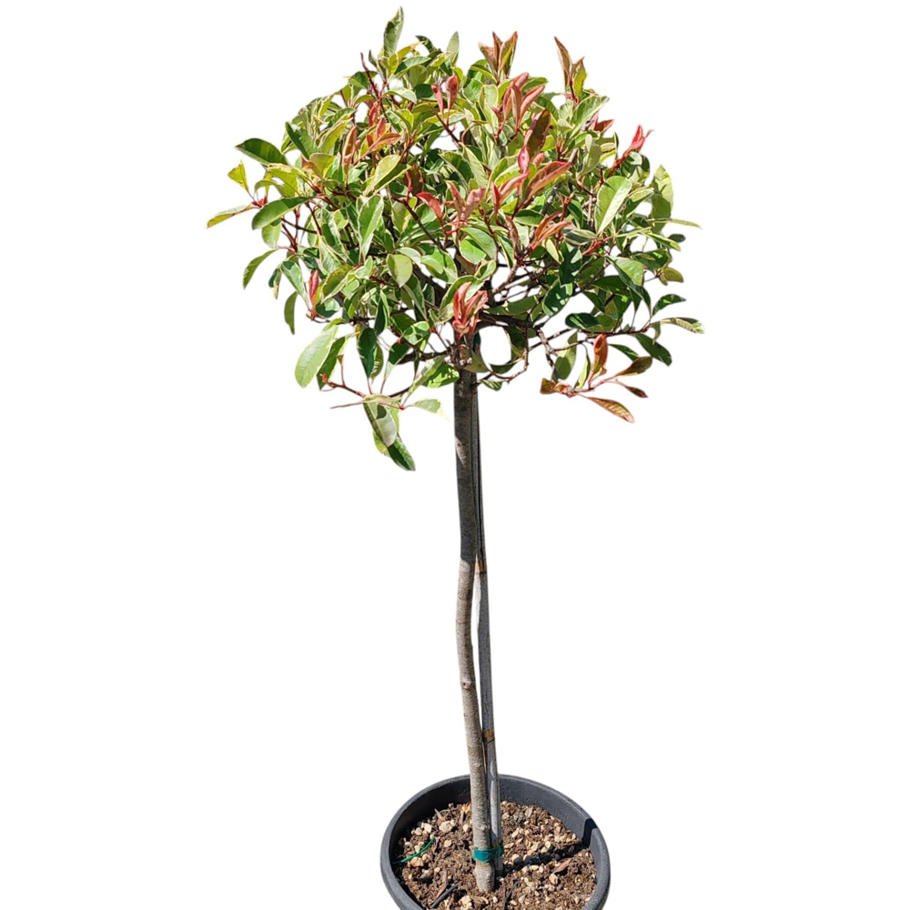 Photinia Fraseri Variegata, H 130 cm