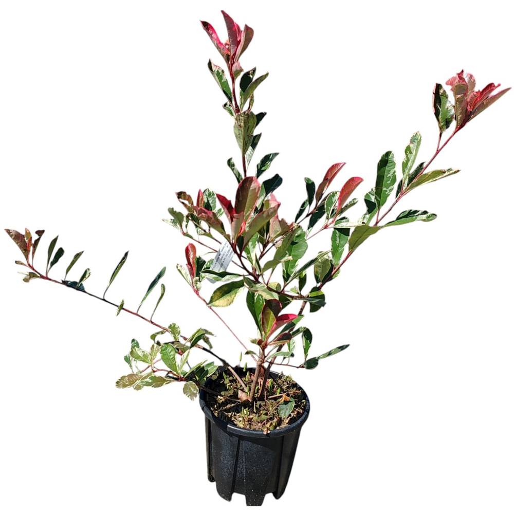 Photinia Fraseri Variegata, H 40 cm