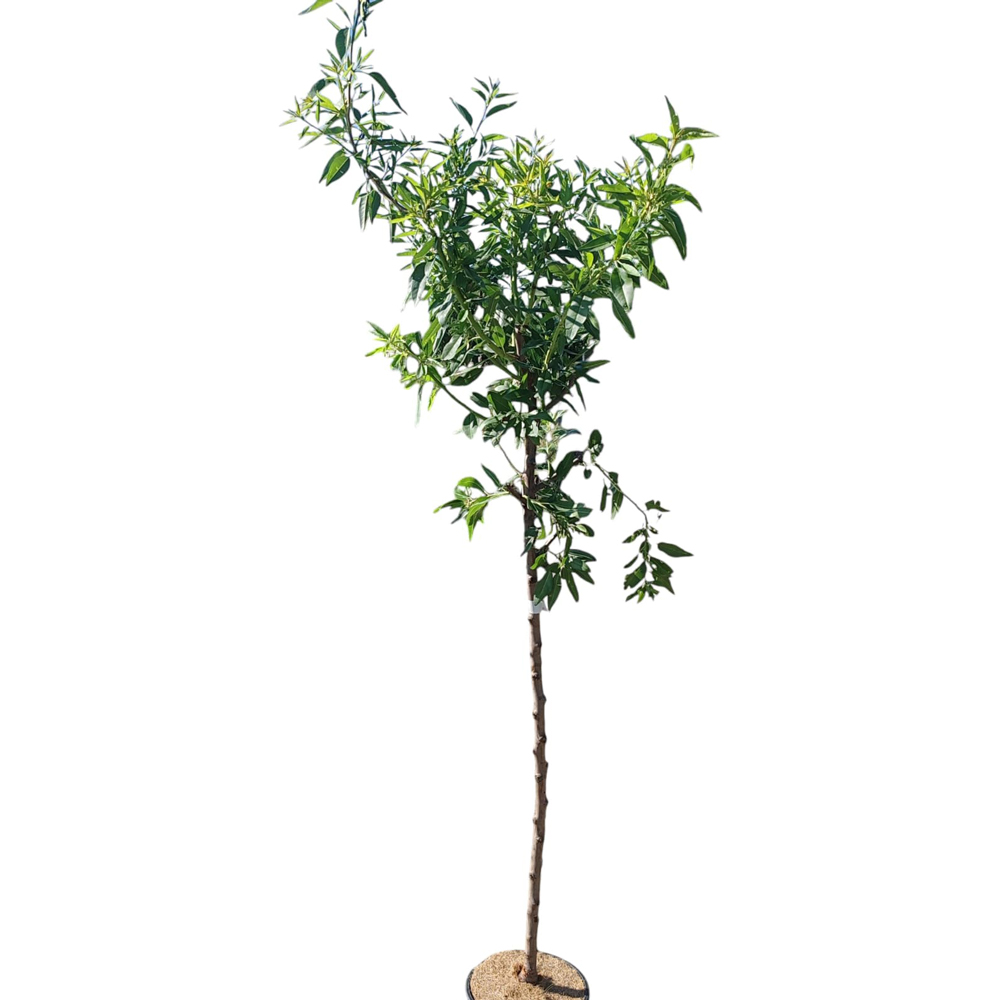Migdal (Prunus Amygdalus), H 150 cm