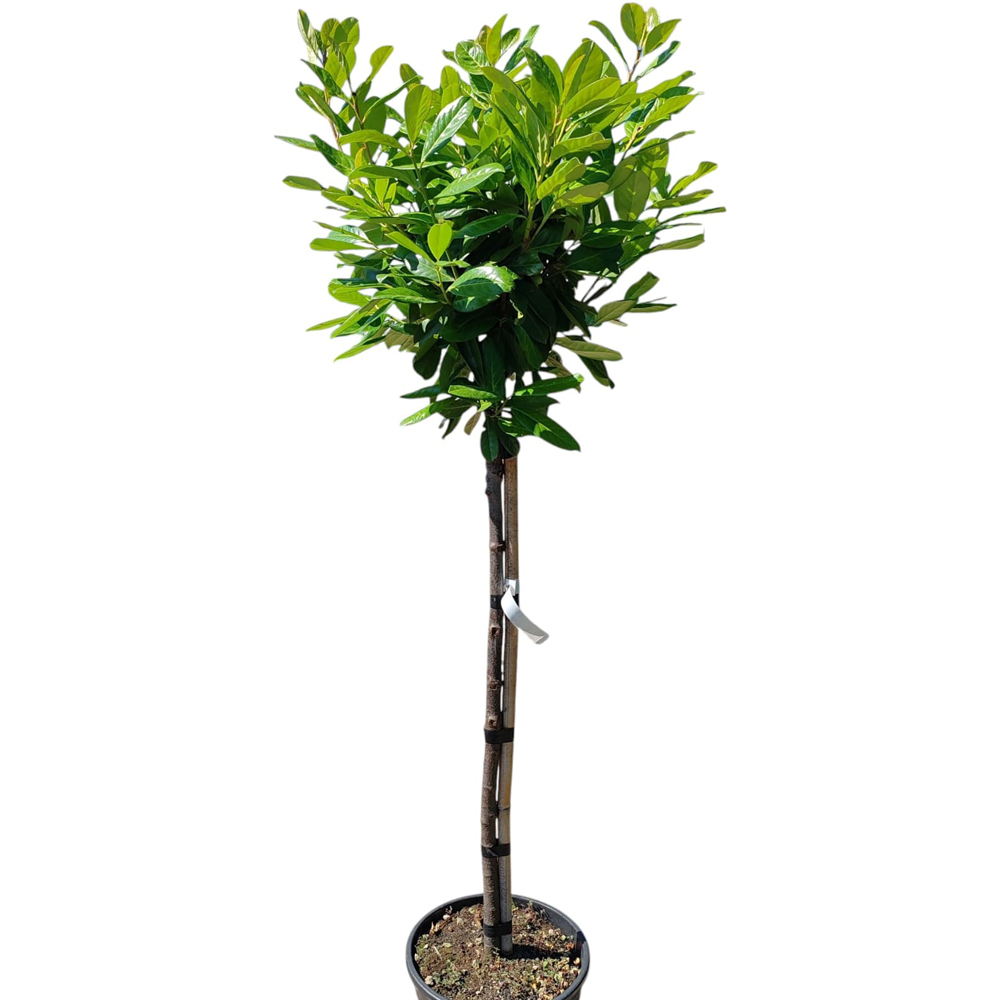 Laur cires (Prunus Laurocerasus), H 160 cm