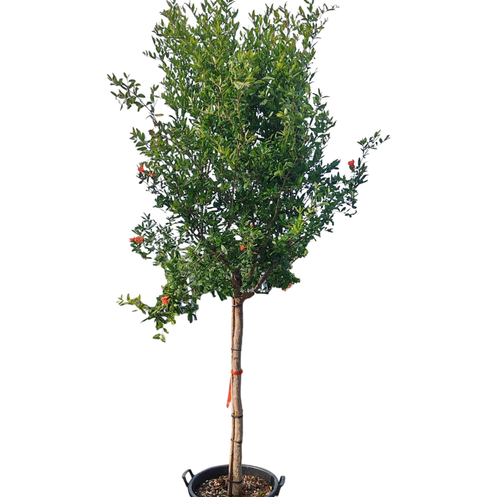 Rodiu (Punica Granatum), H 200 cm