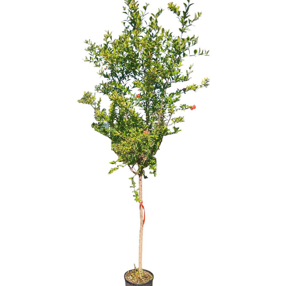 Rodiu (Punica Granatum), H 170 cm