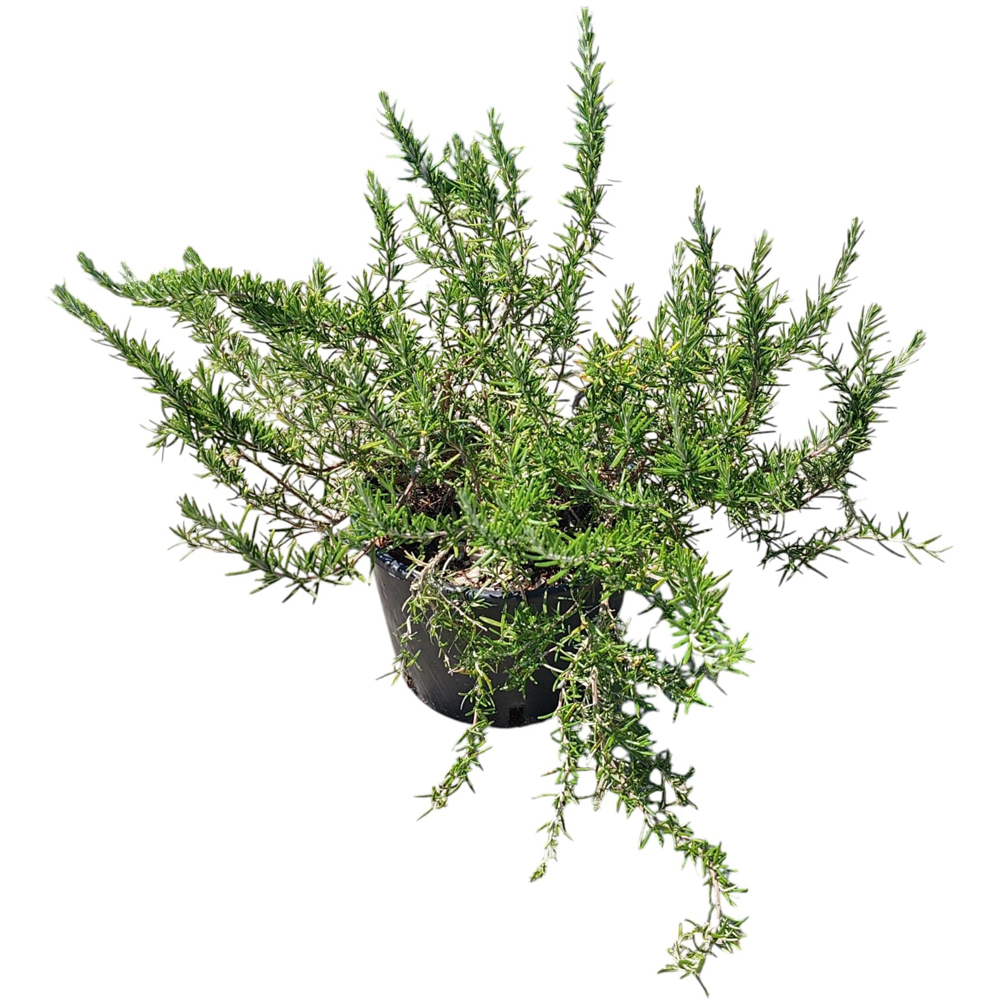 Rozmarin tarator (Rosmarinus Officinalis Repens), H 30 cm