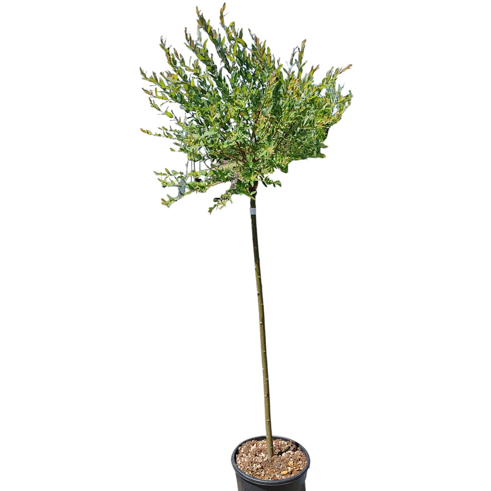 Salcie japoneza (Salix Integra Hakuro Nishiki), H 160 cm