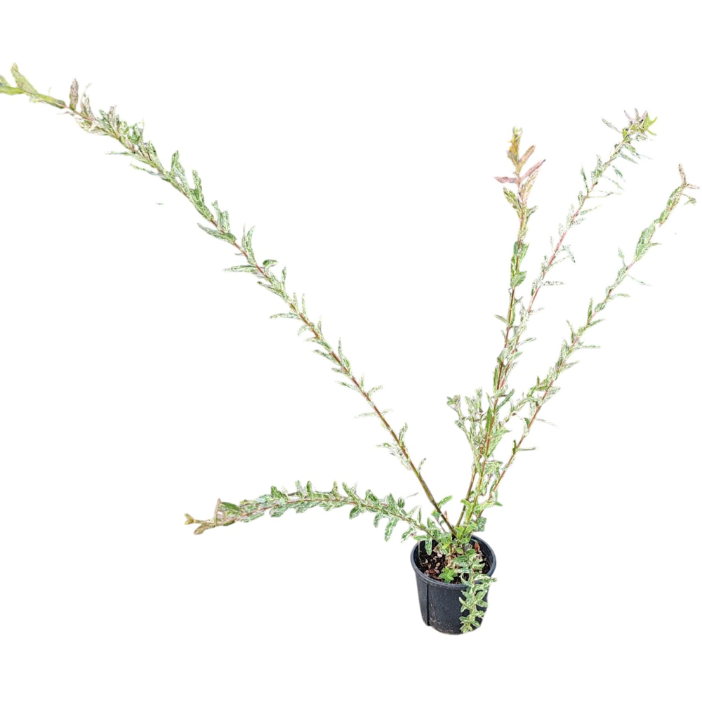Salcie (Salix), H 80 cm
