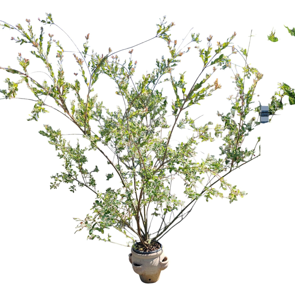 Salcie (Salix), H 200 cm