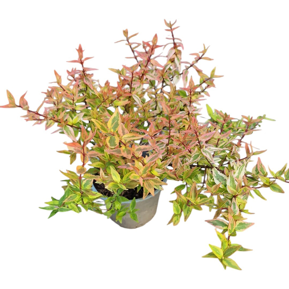 Abelia (Abelia Edward Goucher), H 25 cm