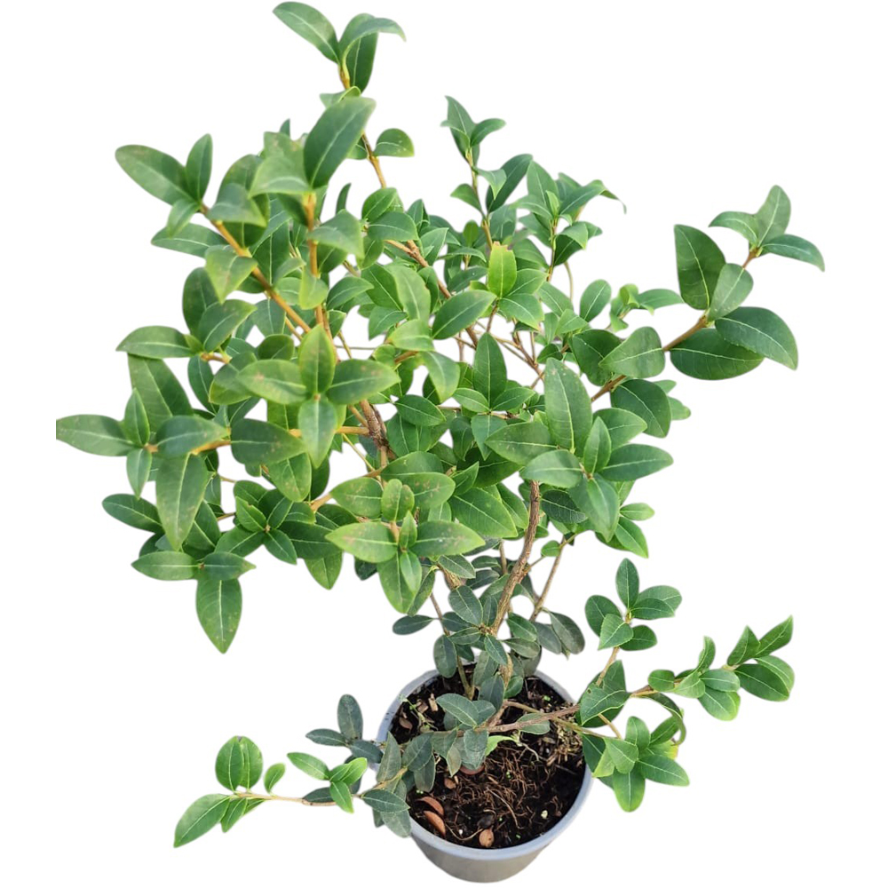 Osmanthus Burkwood (Osmarea Burkwoodii), H 25 cm