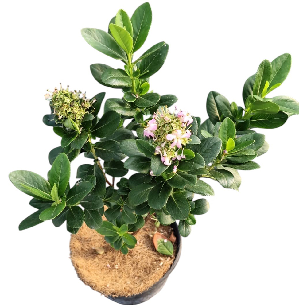 Escallonia, H 20 cm
