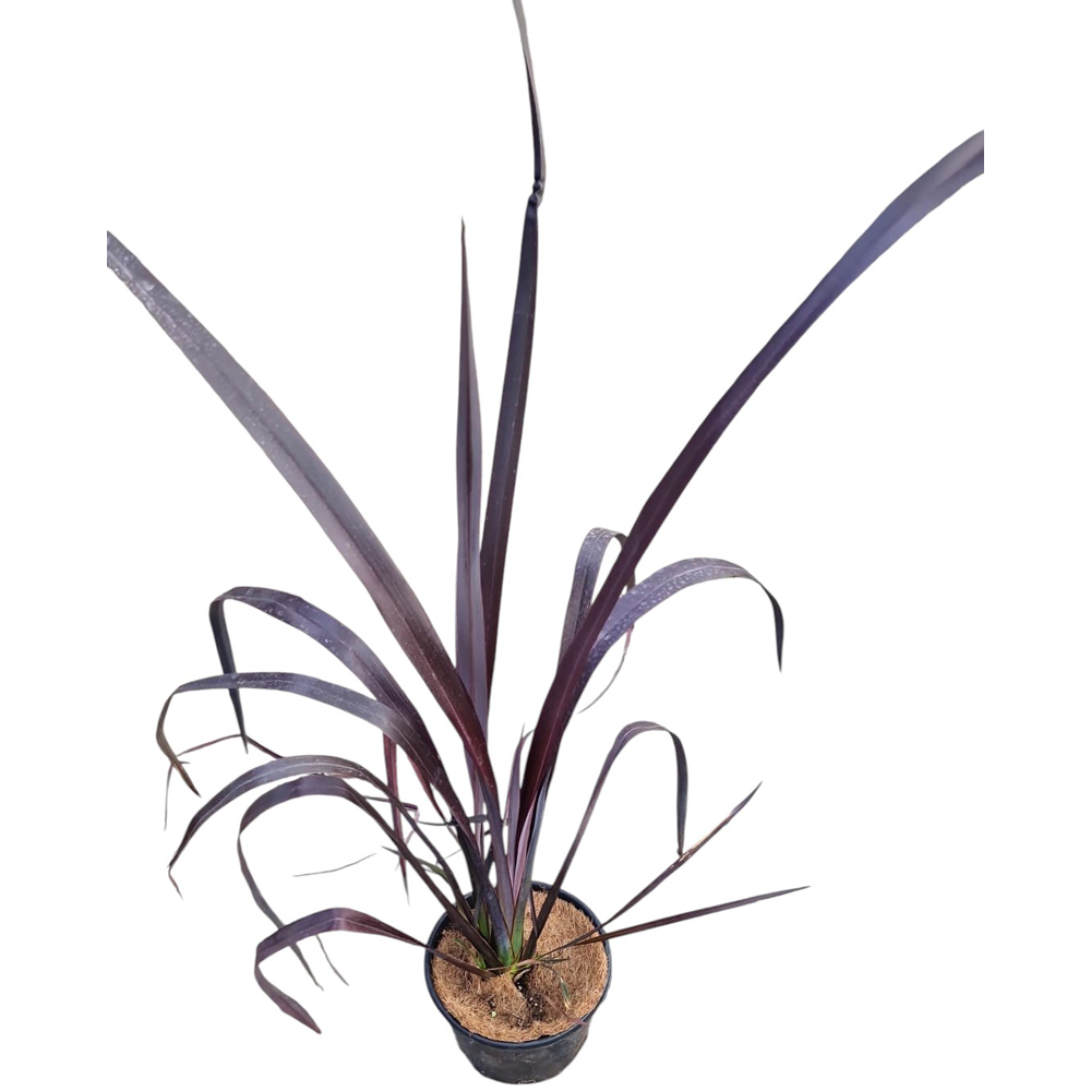 In de Noua Zeelanda variegat (Phormium Tenax Variegatum), H 40 cm