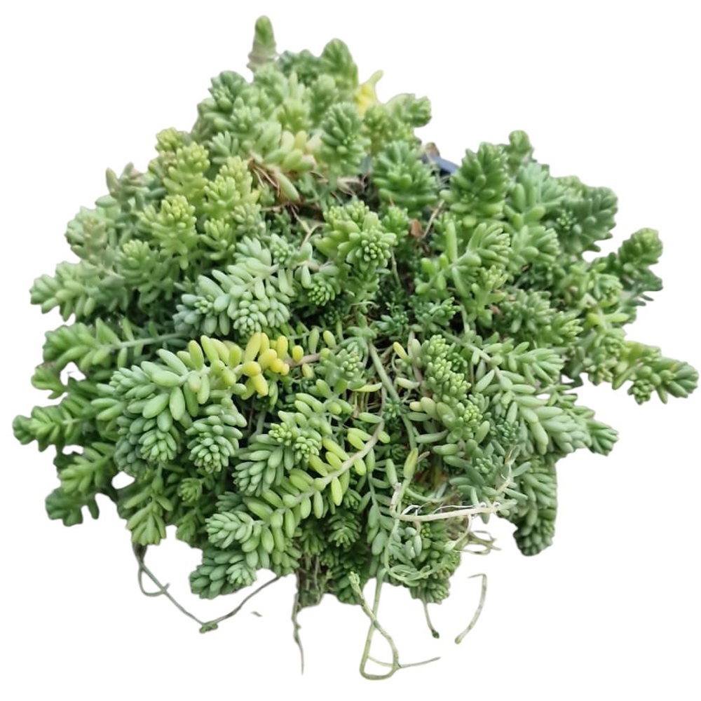 Iarba grasa alba (Sedum Album), H 10 cm