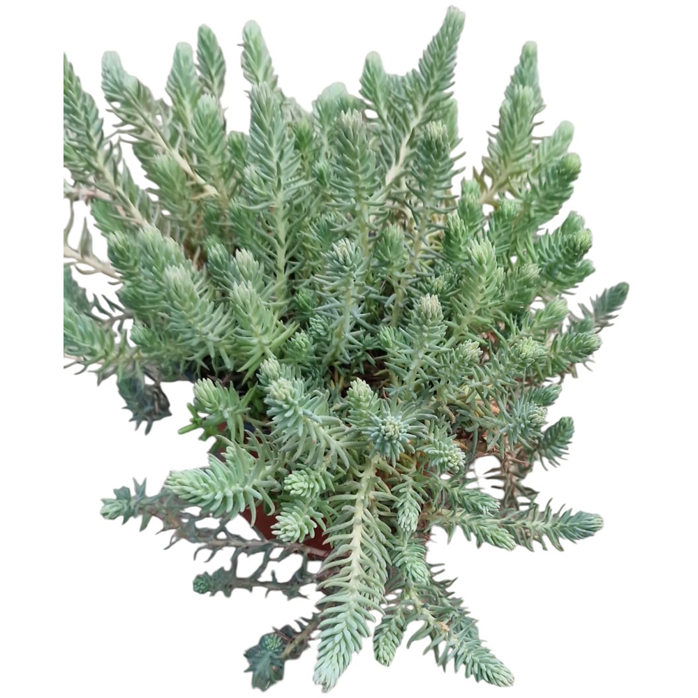 Iarba grasa Blue Spruce (Sedum Blue Spruce), H 15 cm