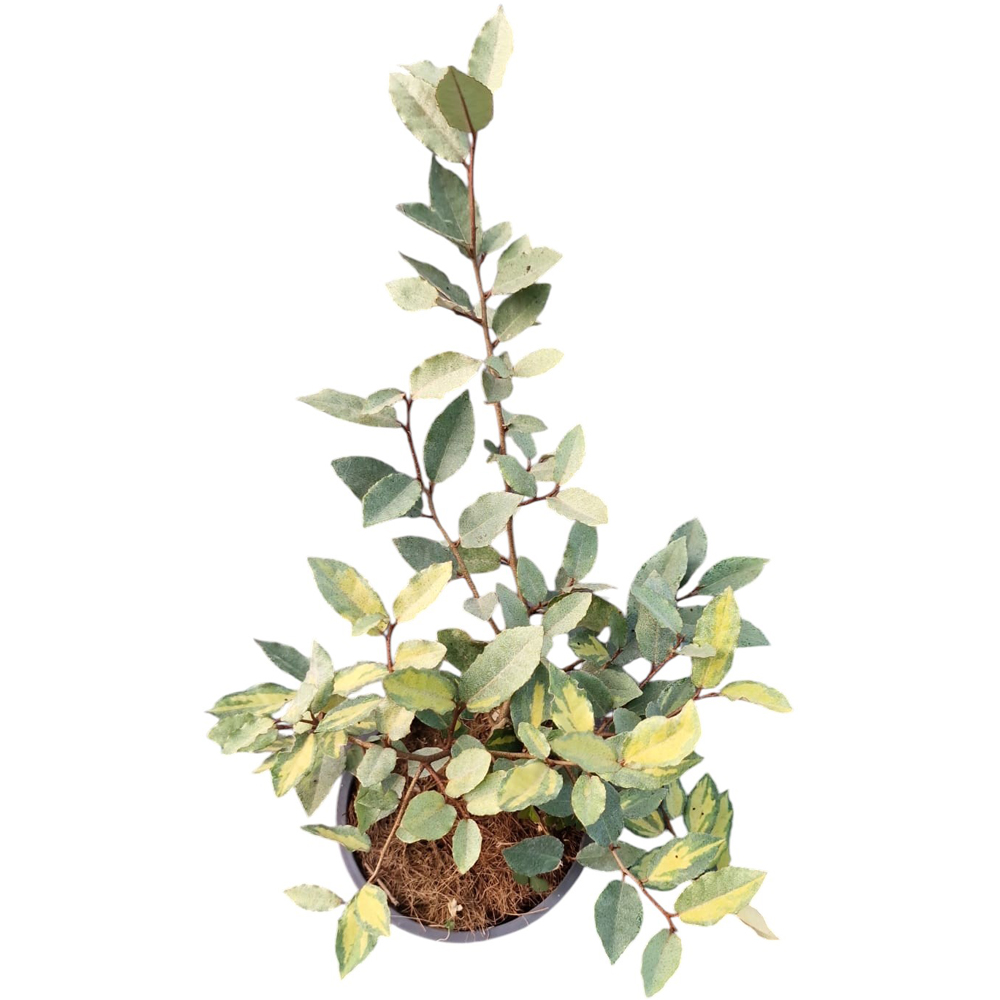 Salcioara vesnic verde (Elaeagnus Ebbingei Extra), H 15 cm