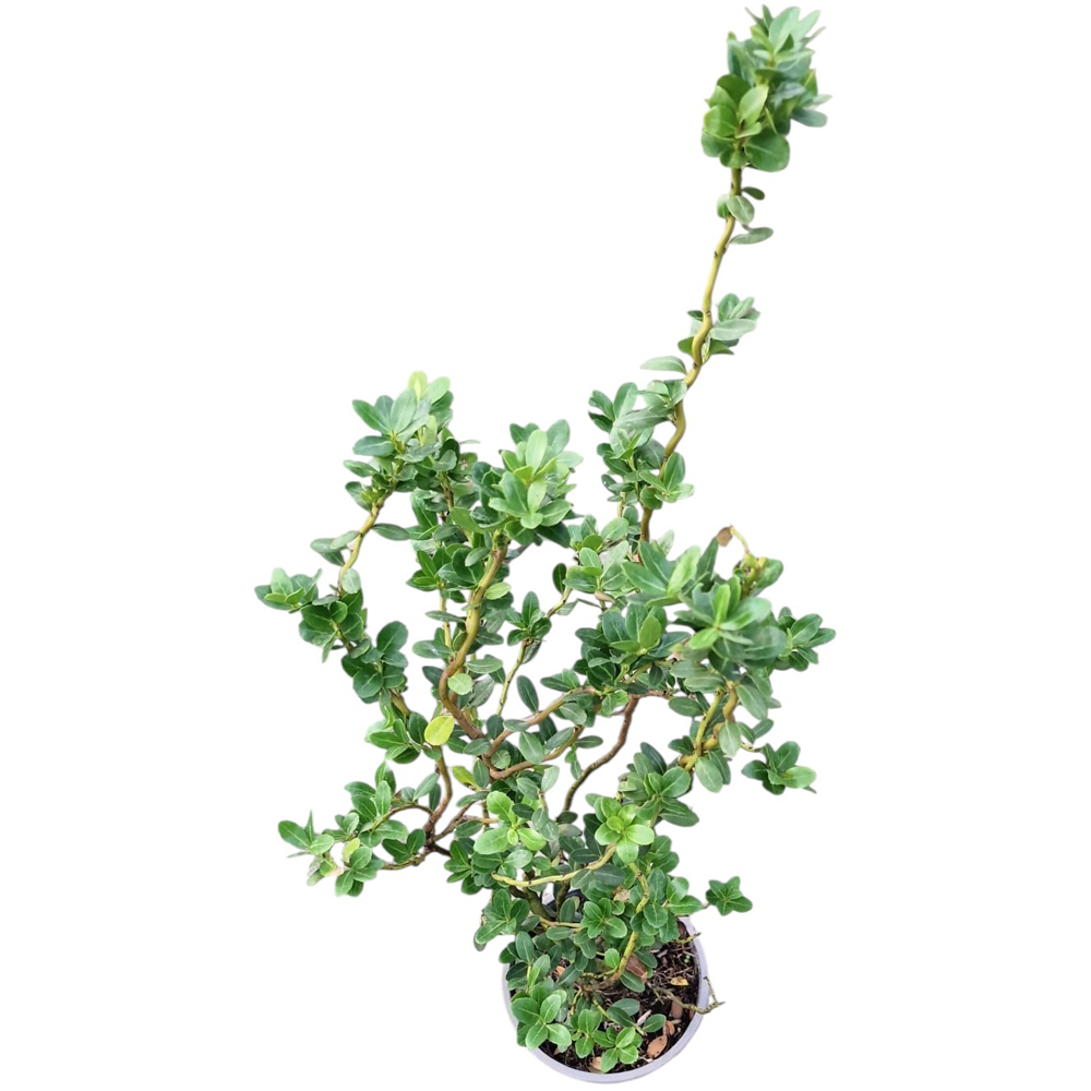 Laur englezesc argintiu (Ilex Argenteomarginata), H 10 cm