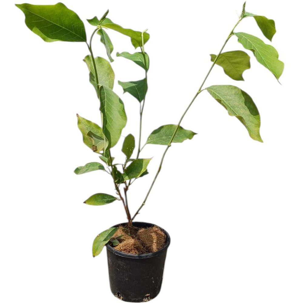 Magnolie Genie (Magnolia Soulangeana Genie), H 30 cm