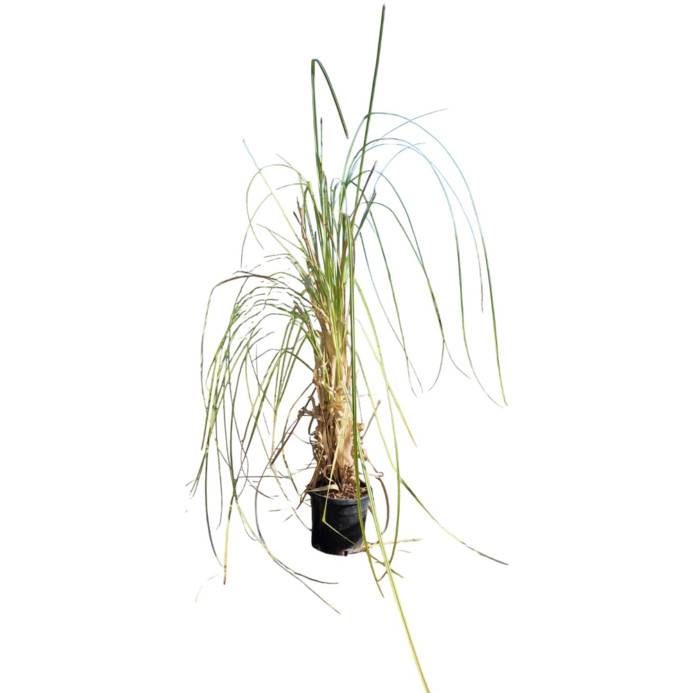Iarba de pampas (Cortaderia), H 80 cm