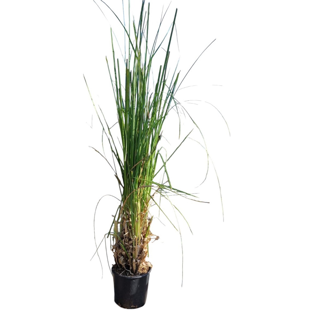 Iarba de pampas (Cortaderia Mix), H 100 cm