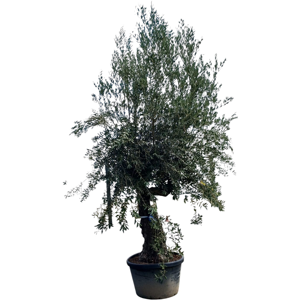 Maslin (Olea Europaea Hojiblanco), H 300 cm