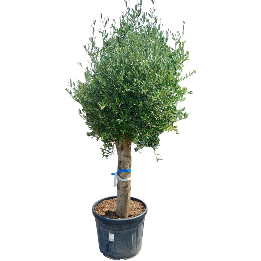 Maslin (Olea Europaea Ball), H 190 cm
