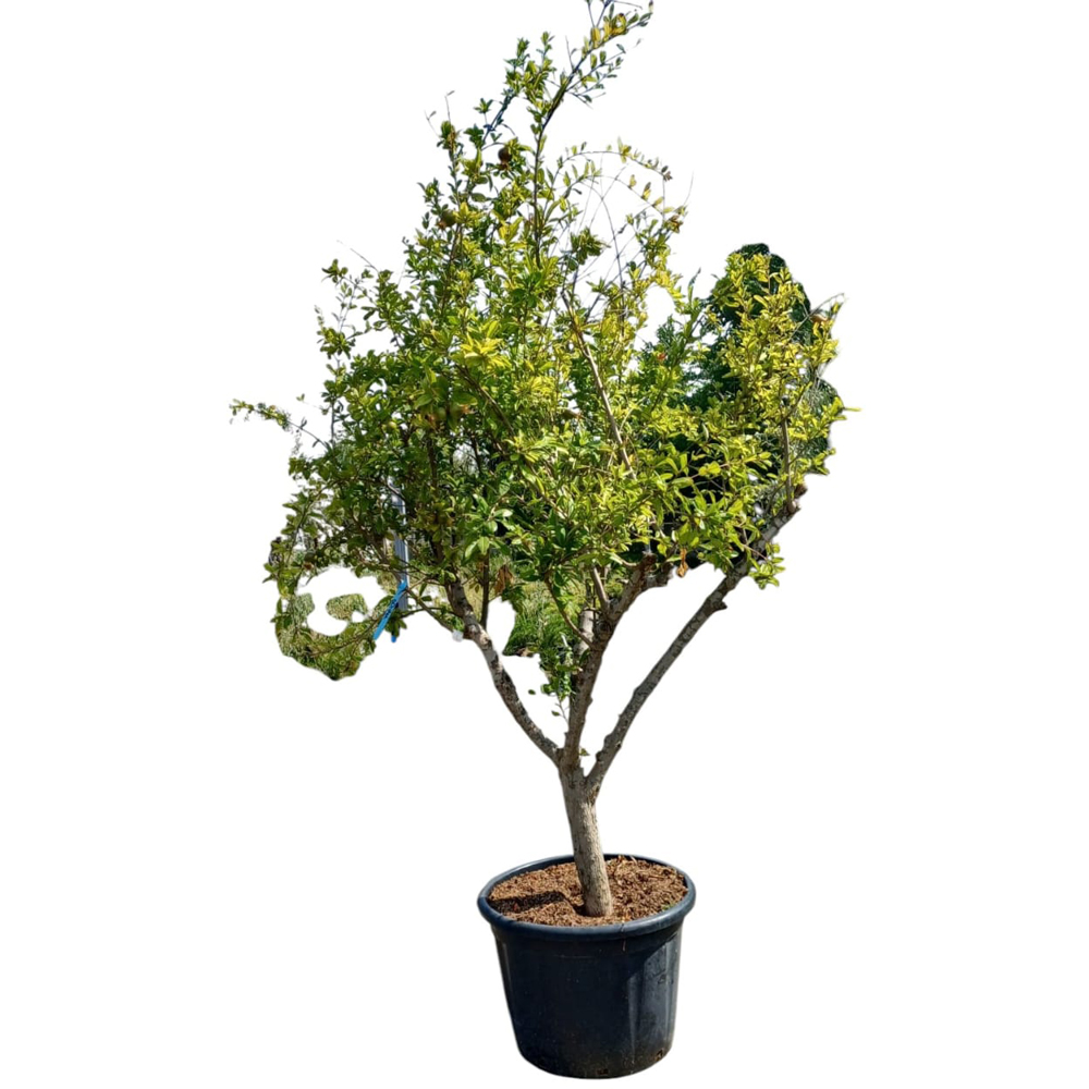 Rodiu (Punica Granatum), H 180 cm