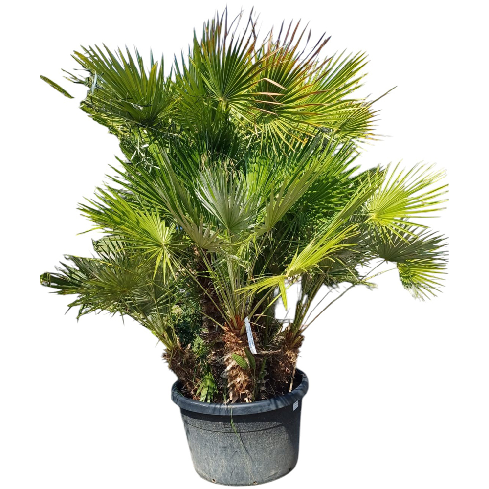 Palmier pitic mediteranean (Chamaerops Humilis), H 180 cm