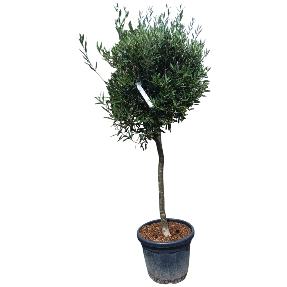 Maslin (Olea Europaea Standard), H 140 cm