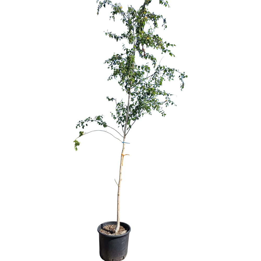 Mesteacan alb (Betula alba), H300 cm, D30 cm