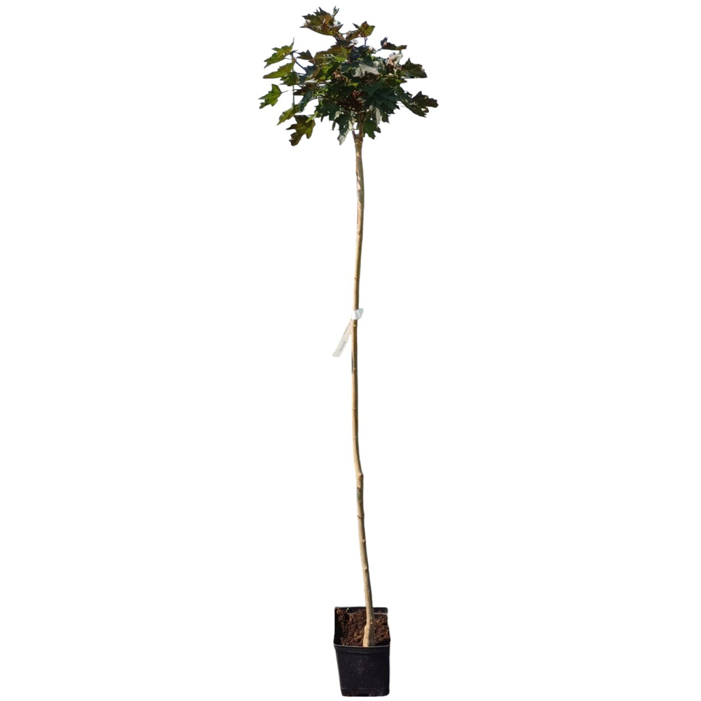 Artar rosu Red Sunset (Acer rubrum 'Red Sunset'), H 180 cm
