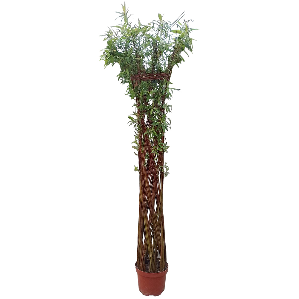 Salcie (forma vaza), H 130 cm