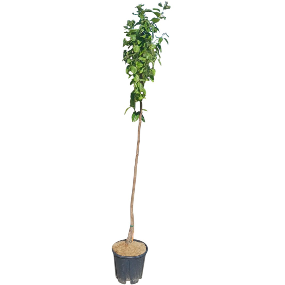 Curmal japonez (Diospyros kaki), H 160 cm