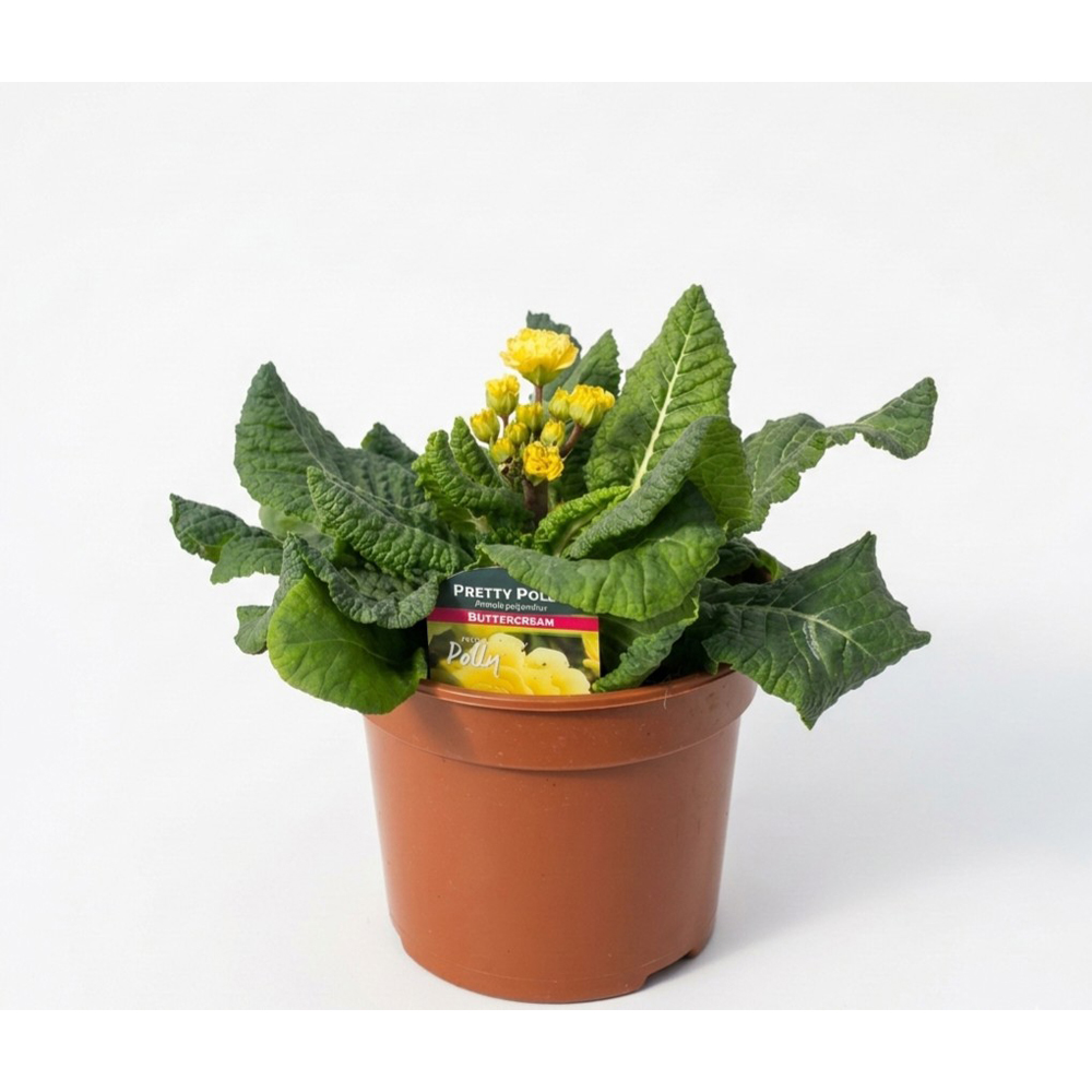 Primula (Pretty Polly Butter Cream), 251 cm