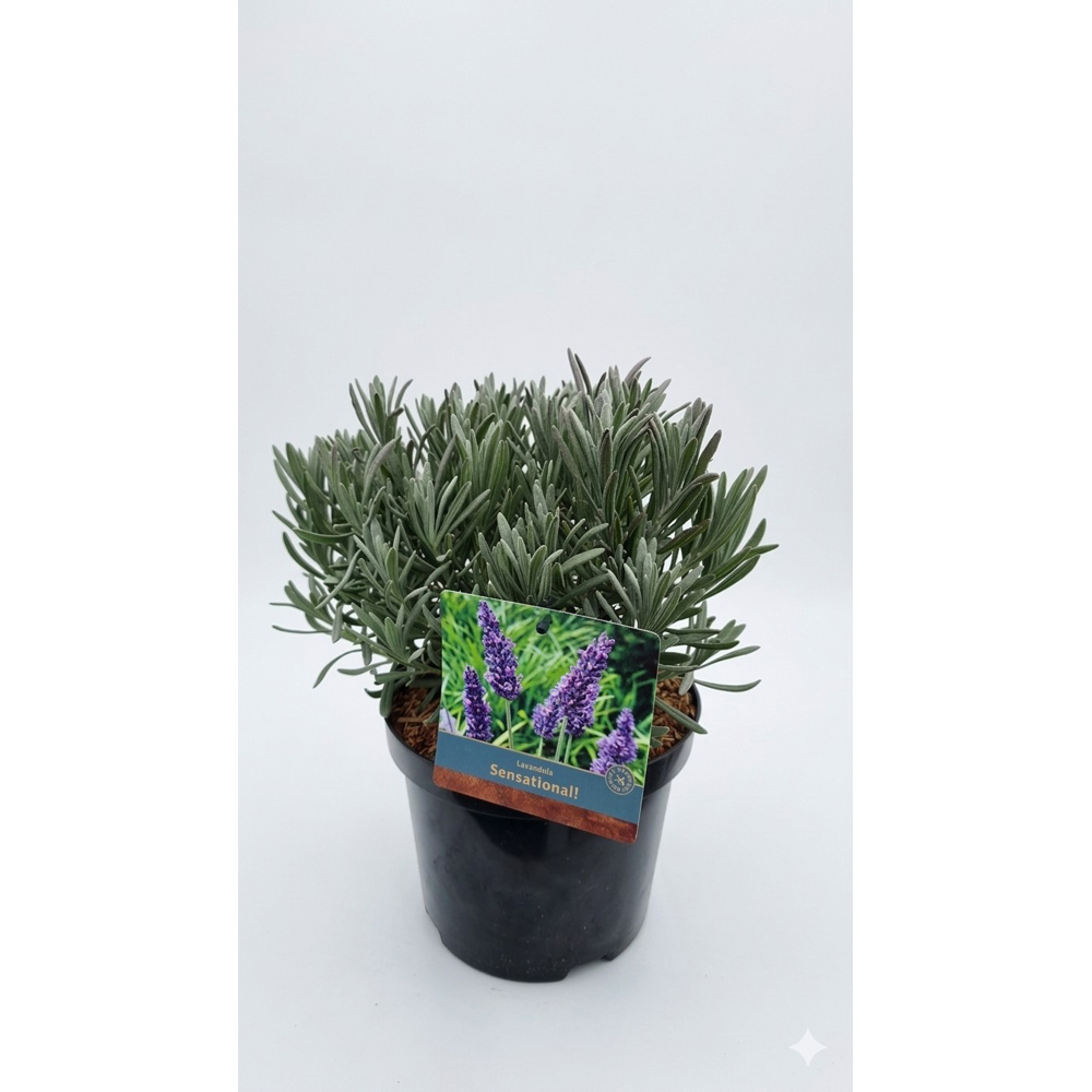 Lavanda (Sensational), 30 cm
